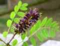 Amorpha fruticosa